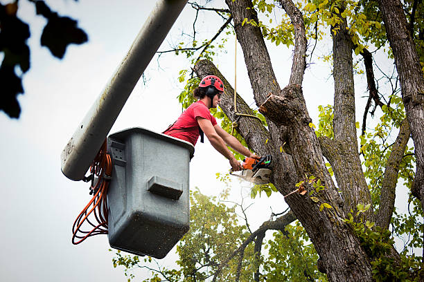 Best Root Management and Removal  in Monsey, NY